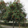 Sorbus aucuparia 'Moravica' - Harilik pihlakas 'Moravica' C7/7L
